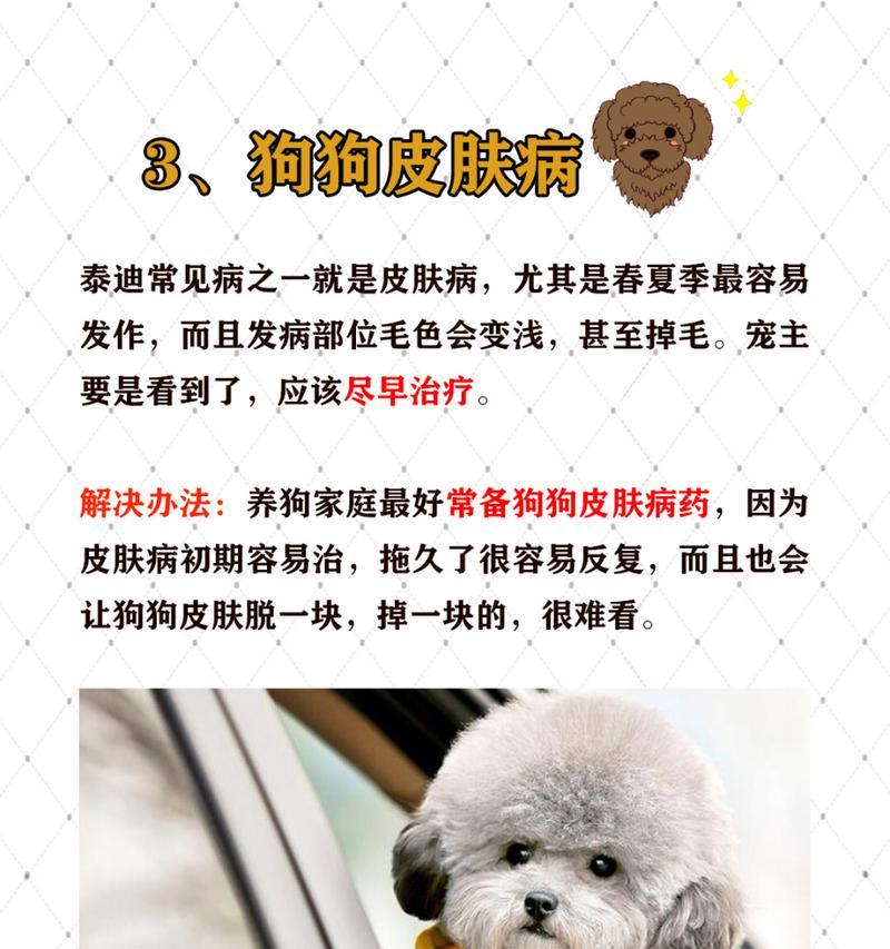 探究泰迪毛色的演变与主题化（从熊状颜色到多样化外观的泰迪宠物犬）