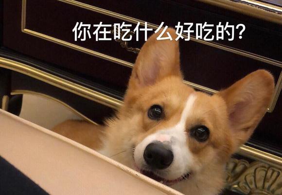 以狗换粮（让人们重新审视人与宠物之间的关系）