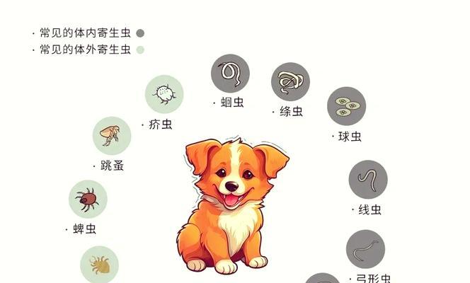 狗体外寄生虫的症状及防治（了解狗身上寄生虫的症状以及应对方法）