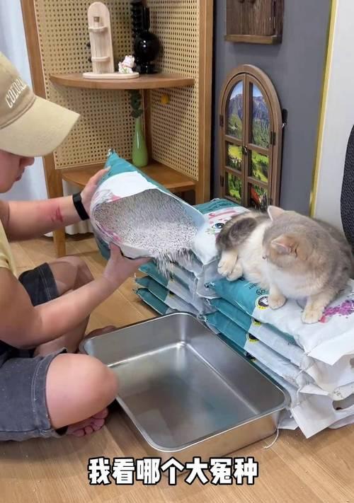 小猫的猫砂喜好及选择指南（了解小猫的口味和需求，为它们选择最合适的猫砂）