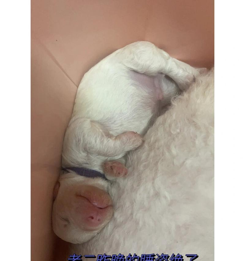 比熊怀孕的表现及注意事项（了解比熊怀孕的常见症状和关注点，为您的宠物提供适当的照顾）