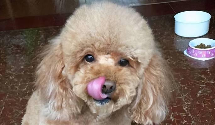 泰迪毛色为什么会变白？（探究泰迪狗独特的毛色现象）