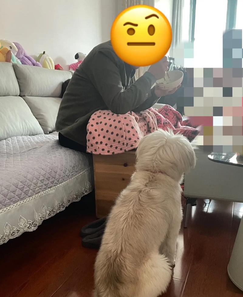 以脸邹的犬的名字是什么？（揭秘神秘犬的身份与名字）