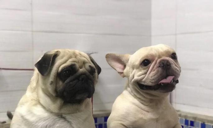 法斗犬的恐惧（探究法斗犬内心的恐惧与不安，深入了解他们的独特性格）