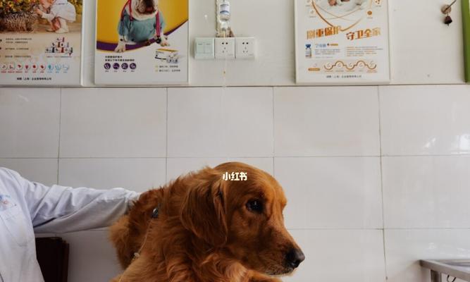 金毛得胰腺炎的症状及治疗方法（了解金毛胰腺炎的常见症状及有效治疗方法）