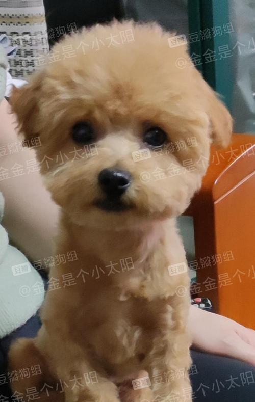 泰迪犬耳朵的独特之处（探究泰迪犬耳朵形态与遗传因素）