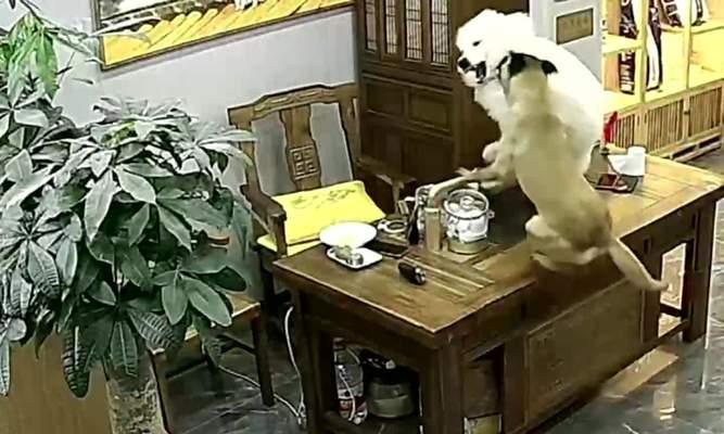 「了解为什么狗狗喜欢拆东西」（为什么狗狗喜欢拆东西？）