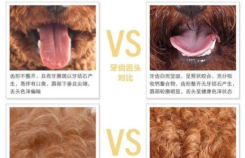 贵宾小狗的健康饮食计划（三十天内为您的贵宾小狗提供营养均衡的食物）