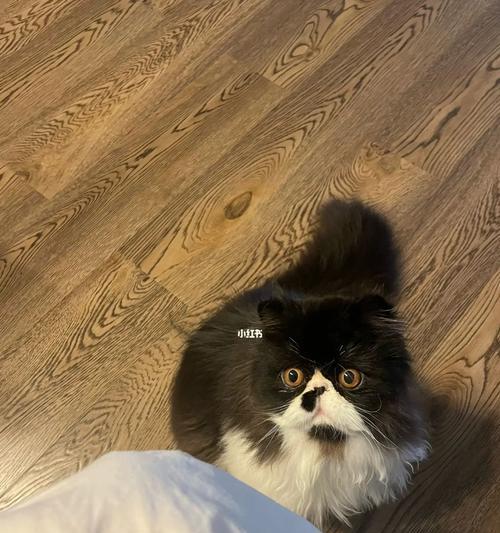 波斯猫的饮食需求及主要食物选择（满足波斯猫营养需求的关键食材与饮食习惯）