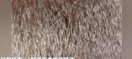 狗狗身上的虱子（揭秘狗狗身上虱子的种类和习性，科学有效地预防和治疗虱子侵袭。）