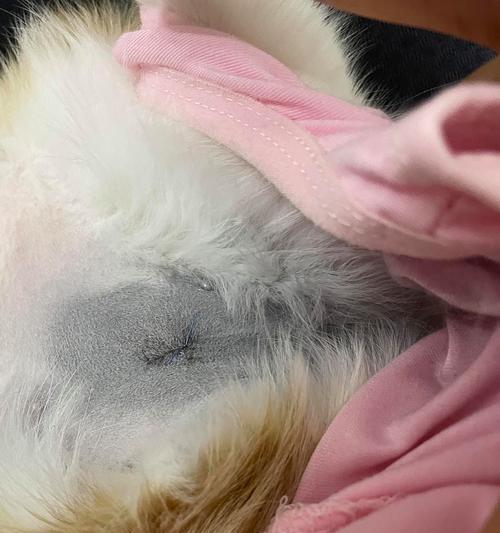 猫绝育后为什么会出现拉肚子？（分析猫绝育后拉肚子的原因及解决办法）