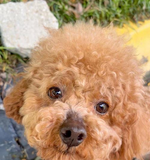 泰迪犬的饮食禁忌（保护泰迪犬健康的关键）