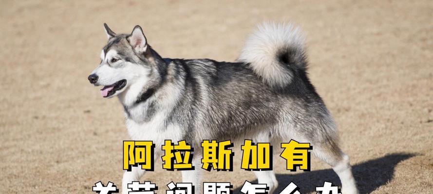 阿拉斯加肉食篇——怎样吃才能快速长肉？（探寻阿拉斯加肉类丰富的饮食文化，帮助您有效增长肌肉。）