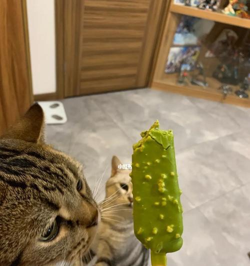 猫为什么不能吃冰淇淋？（探究猫吃冰淇淋的危害和原因）