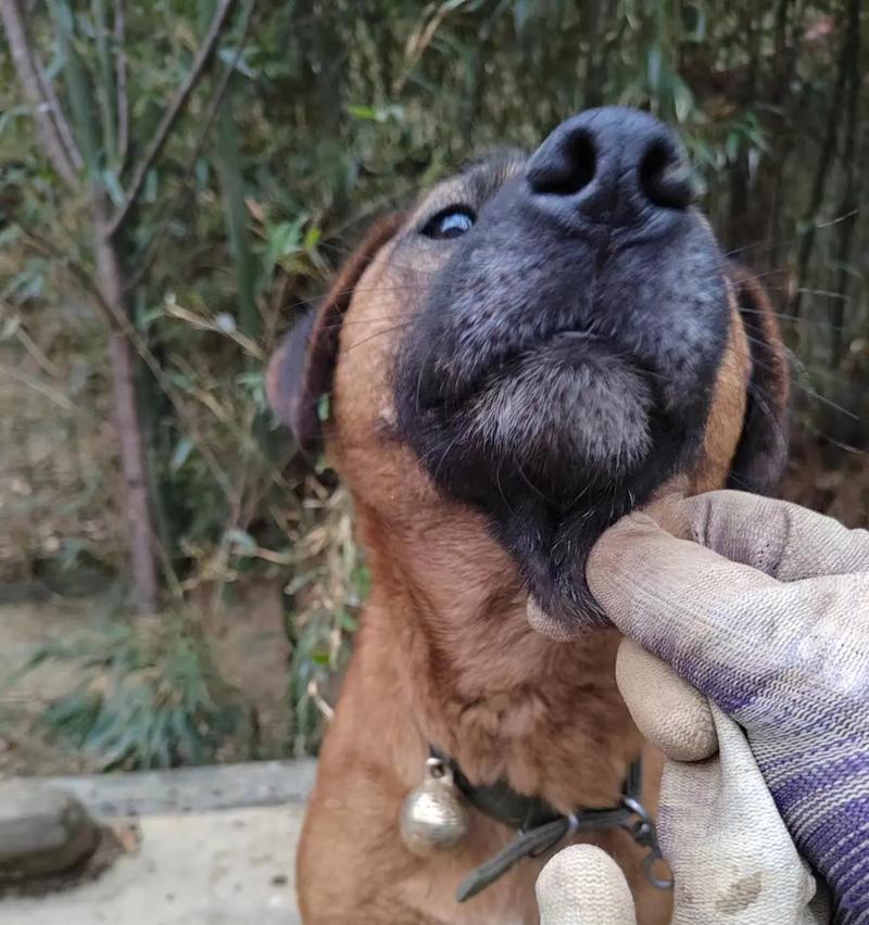 重庆适合养什么犬？（选择重庆合适的宠物犬种，让你的生活更美好）