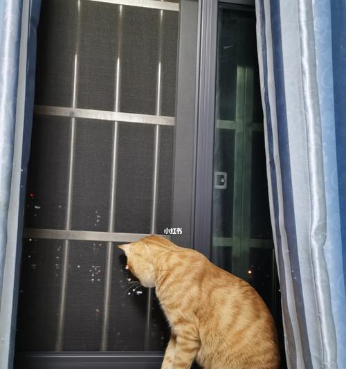 解密猫咪为何喜欢爬窗户（揭秘猫咪行为背后的原因与动机）