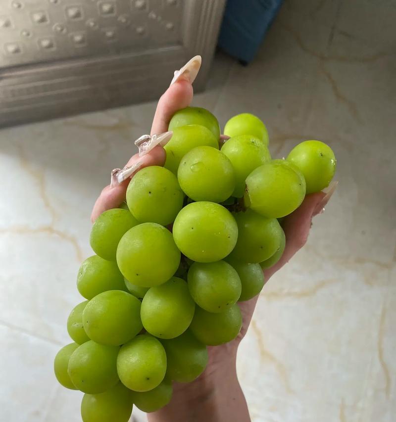 为什么猫不能吃葡萄？（葡萄对猫的危害及其原因）