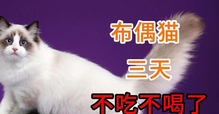 猫不吃不喝，如何解决？（猫无食欲和口渴问题的解决方法与建议）