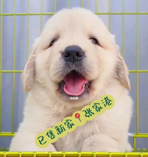 如何给金毛幼犬提供适合饮用的水？（金毛幼犬的饮水需求及注意事项）