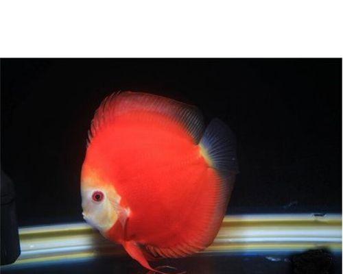 七彩神仙鱼买什么品种？（如何选择适合自己的七彩神仙鱼品种）