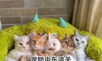 探索迪拜狗的神秘世界（迪拜狗）