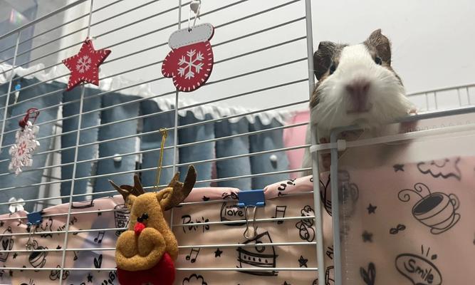 荷兰猪喜欢住什么窝？（揭秘荷兰猪的理想居所和适宜窝居条件）