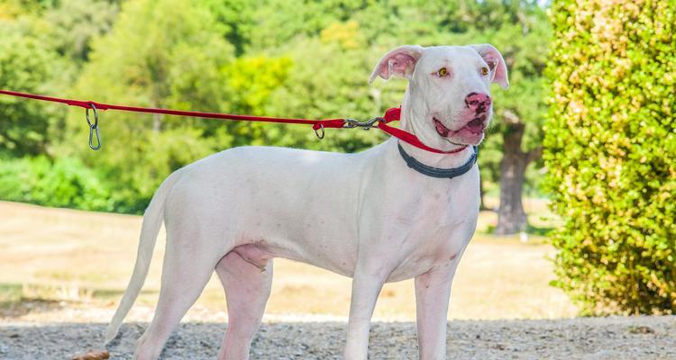 探究为何某些犬种最受其他犬喜欢（以友善性格为关键的秘密）