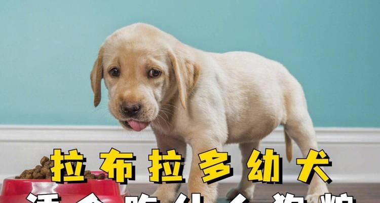 小狗两个月大的饮食搭配与注意事项（营养均衡才能健康成长，小狗两个月大吃什么好？）