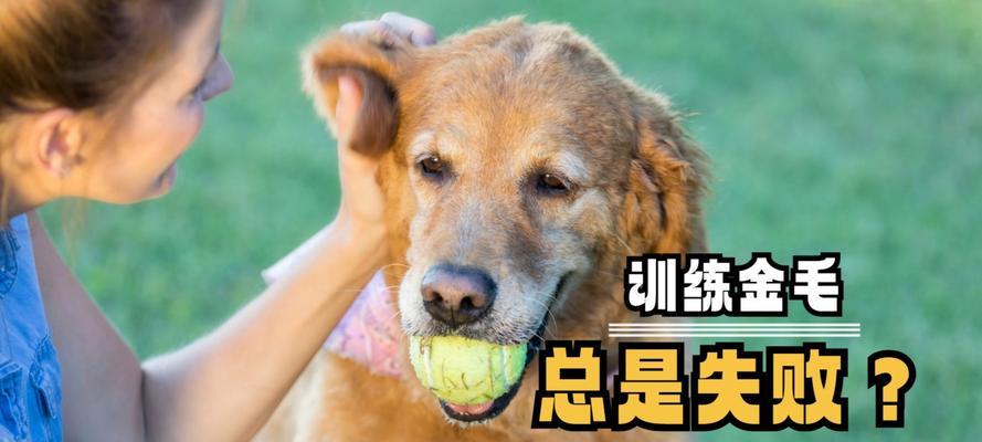 金毛训练指南（掌握金毛训练要点，打造听话宠物伙伴）