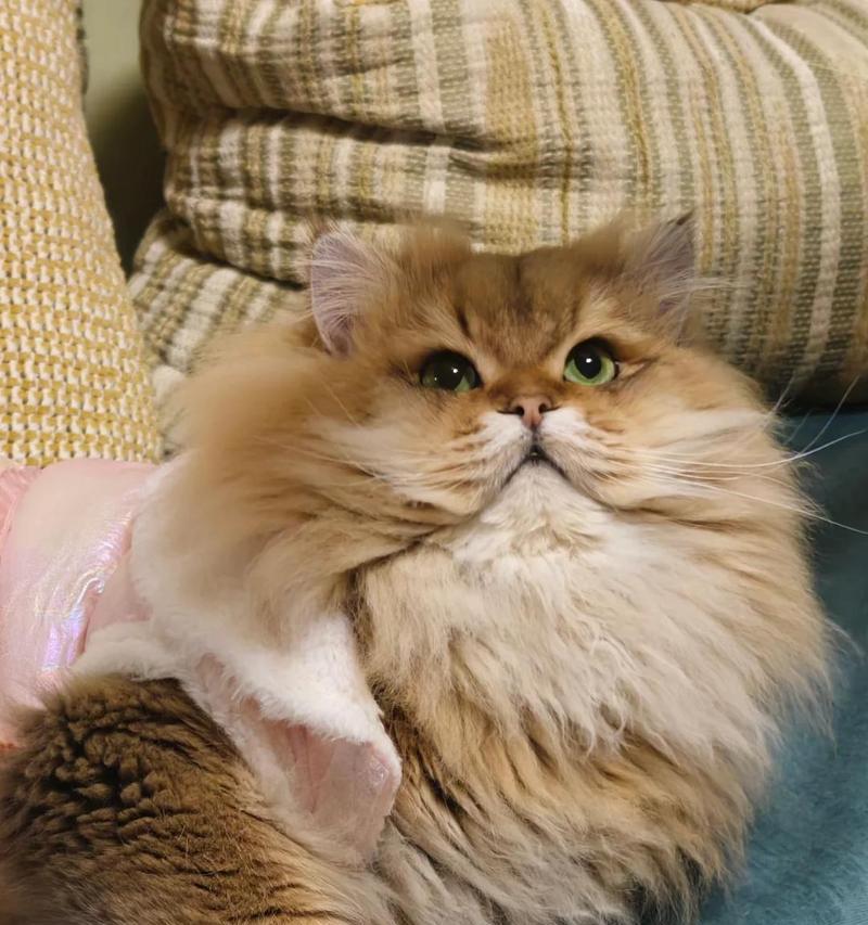 猫的尾巴语言和情绪表达能力探析（揭秘猫咪尾巴状态与心情的奥秘）