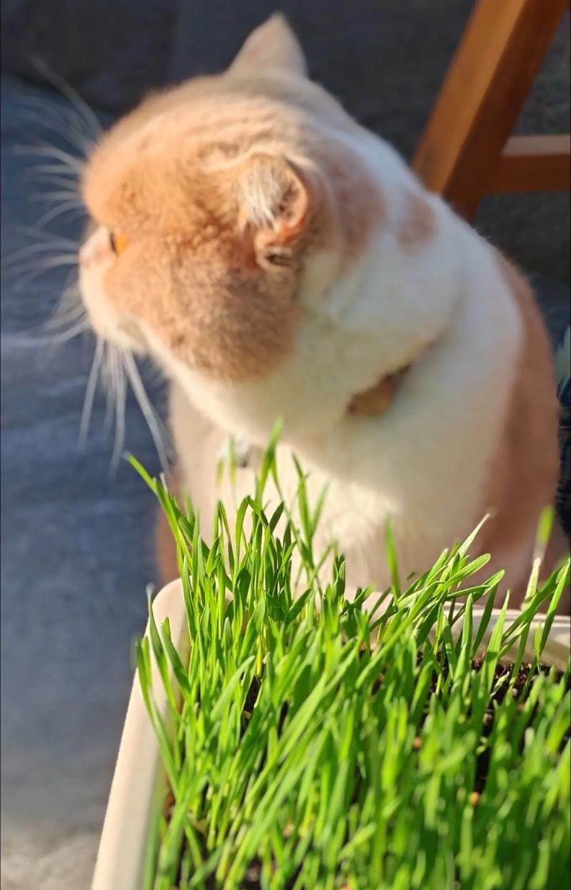 猫咪为什么喜欢吃草（探秘猫咪对草的执着）