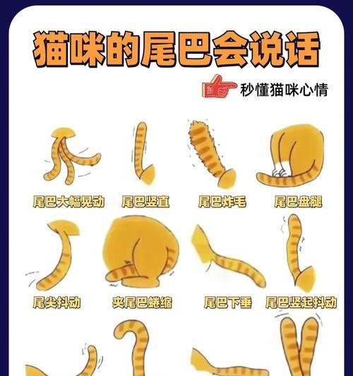 猫咪的表达之谜（探索猫咪语言与行为的奥秘）