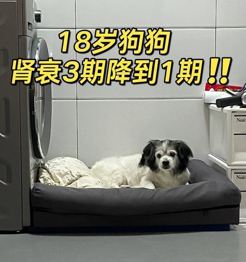 狗肾衰好后的饮食建议（恢复健康的关键是科学饮食，让狗宝宝重焕活力）