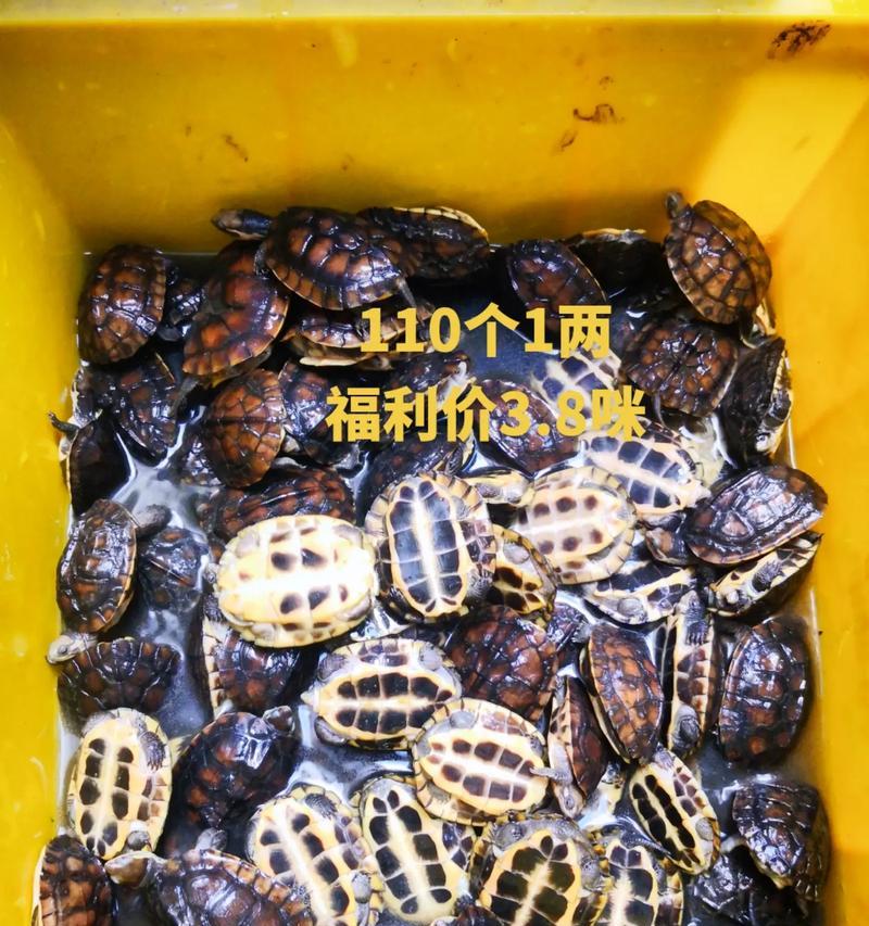 以巴西乌龟为主食的水果种类及营养价值（巴西乌龟的水果饮食习惯及适宜选择的水果种类）