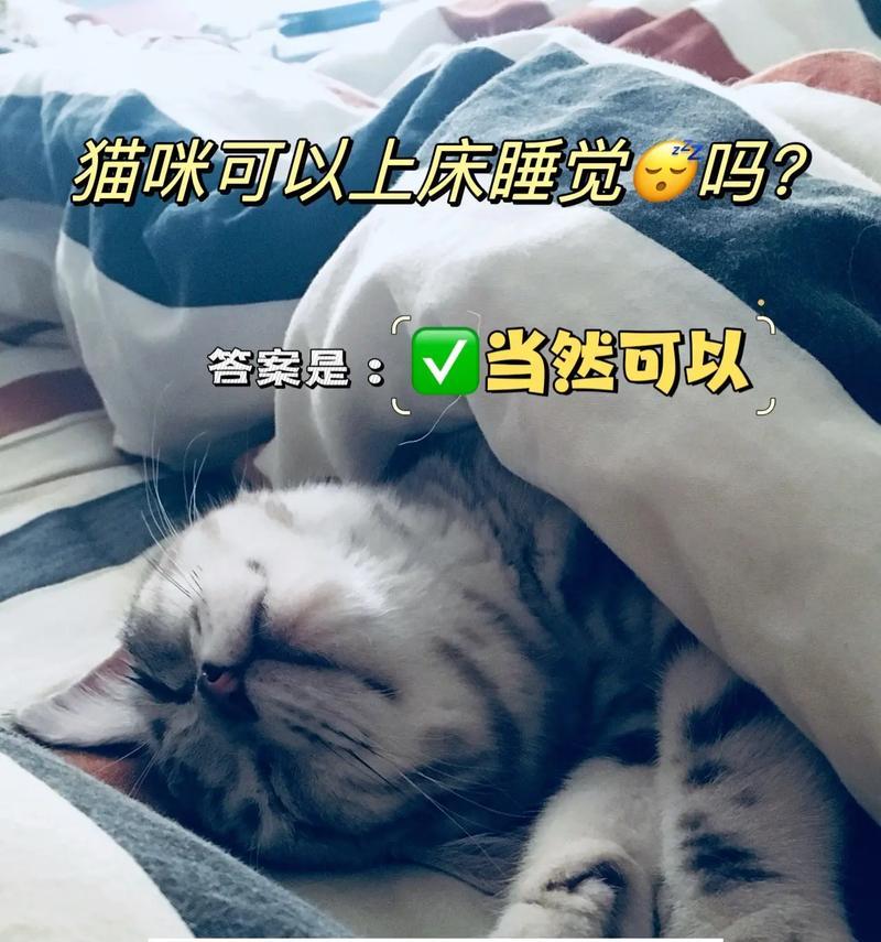 以猫得猫藓不可以吃什么（保护猫咪的健康，远离有害食物）