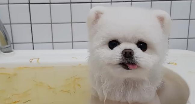 如何给两个月大的博美提供适合喝的水？（了解博美犬幼年期饮水需求，为其选择适宜的水源。）