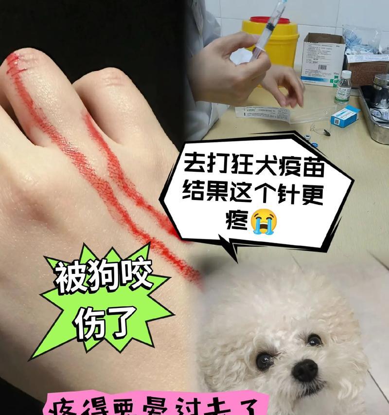了解狂犬病的猫的症状及预防措施（猫患上狂犬病的主要症状及对策）