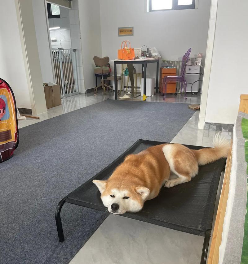 秋田犬幼犬喜欢玩什么？（探索秋田犬幼犬最喜欢的游戏和玩具）