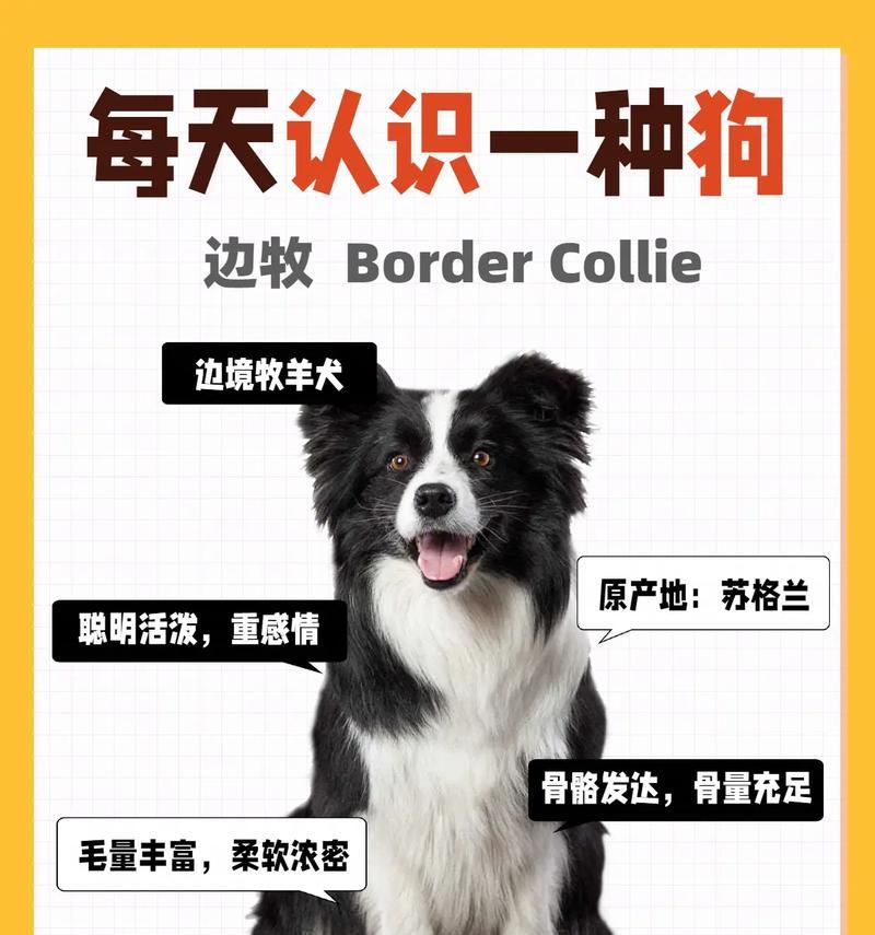 母狗与边牧的交配结果及其特点研究（探讨以母狗和边牧为亲本所生后代的特点和适应性）