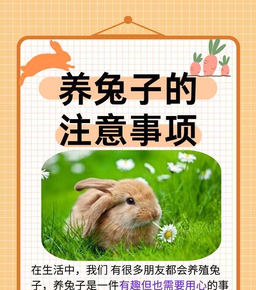 探索小兔活动的独特特点（以小兔活动）