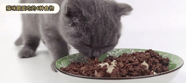 猫的最爱——揭秘猫咪最喜欢的食物（猫咪为什么如此钟爱这些食物？）