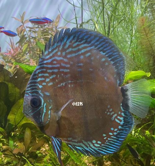 以七彩鱼缸养好，创造绚丽生态（打造七彩水族天地，）