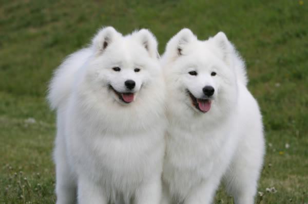 白色的狗——秋田犬（日本原产的秋田犬，毛色为纯白色的秋田犬）