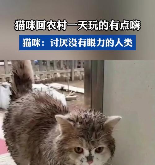 为什么看见猫就讨厌？（探寻猫咪引起讨厌的原因）