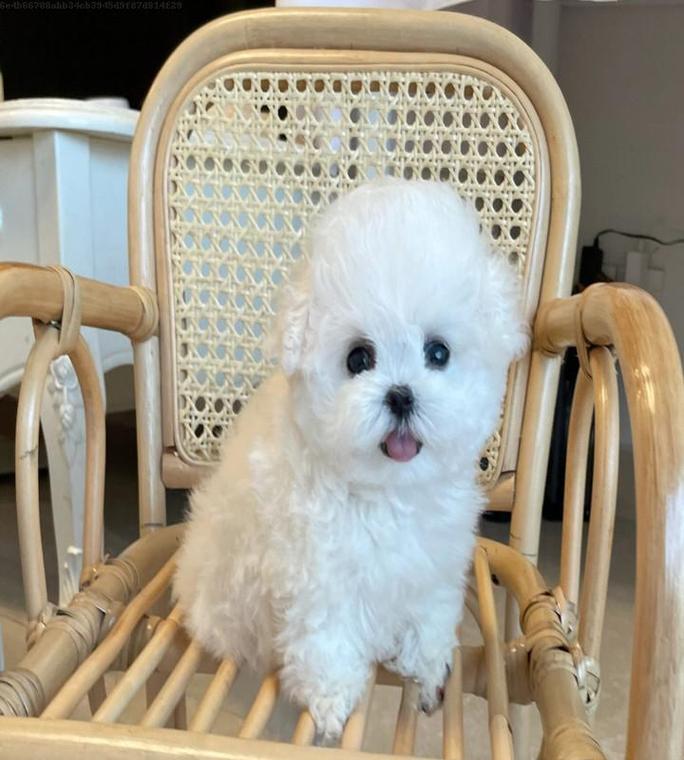 满月的比熊狗狗该吃什么？（以满月的比熊狗狗营养需求为导向的饮食指南）