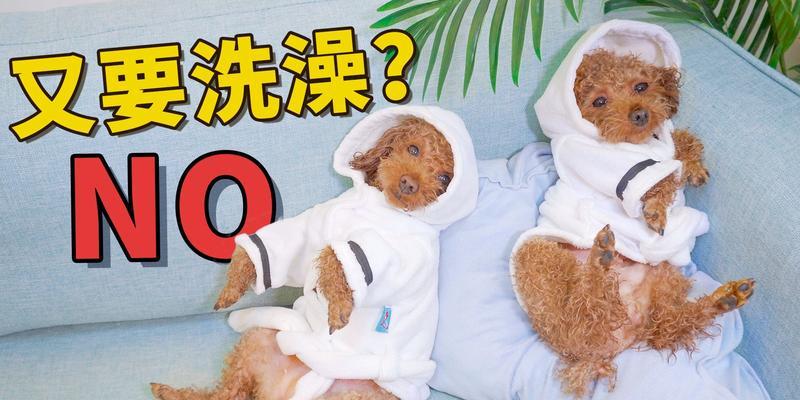 如何给感冒的泰迪洗澡（温水、温度、干燥、特殊洗浴产品、正确方式）