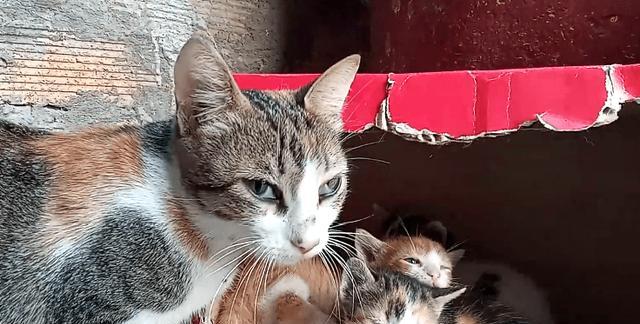 小花猫喜欢什么颜色的秘密（揭开小花猫喜欢颜色的原因）