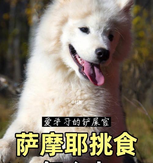 六个月大的萨摩犬的饮食搭配建议（给你的萨摩犬宝宝提供均衡营养的饮食计划）