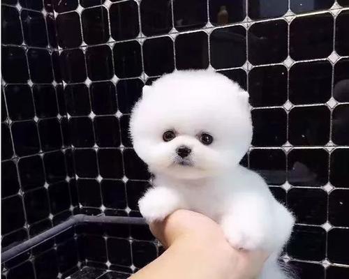 博美肚子发黑的原因分析（为什么博美的腹部会变黑？）