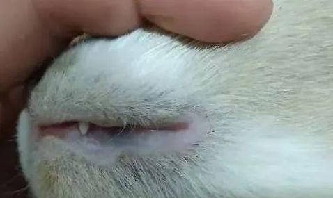 猫咪黑下巴的原因和处理方法（揭秘猫咪黑下巴的真相，探索有效处理方法）